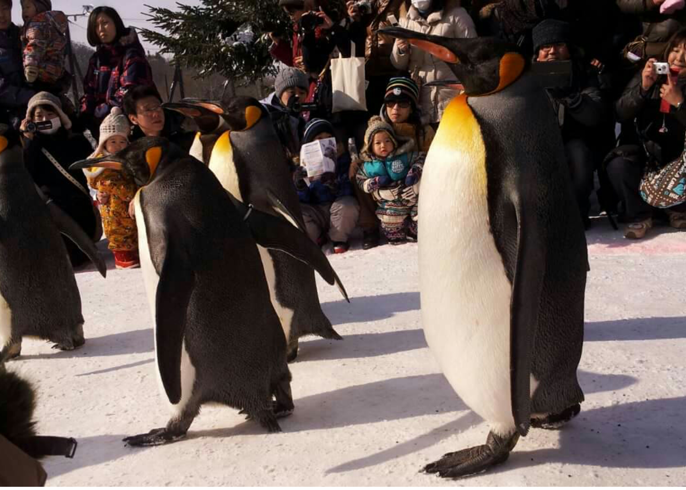 Plight of the Penguins: Should I Stay or Should I Go