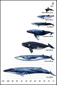 Testing the Waters Part 2: The Legality of Japanese Whaling Tried in Australia v Japan
